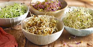superalimentos germinados anticancer efecto medicamento natural ensaladas germinados