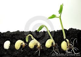 superalimento germinados anticancer efecto medicamento conasi germinados proceso